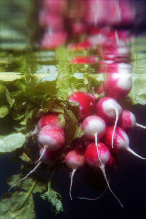 red radish with his reflection floating under water with his green leavesの写真素材