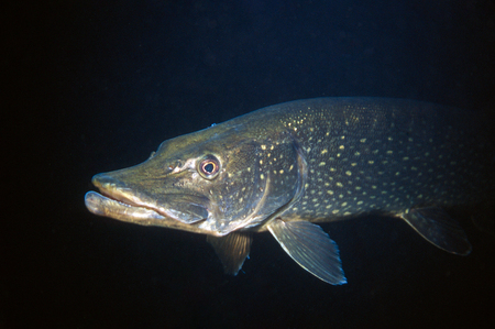 closeup of a pike swimming out of the dark fresh water