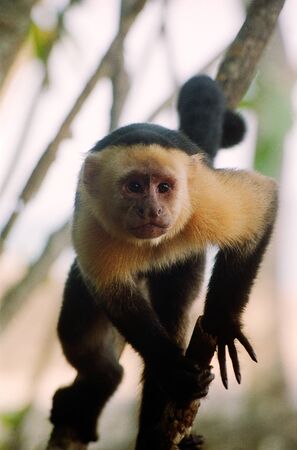 closeup portrait of a capuchin in a tree in Costa Rica with some defocused branches in the backgroundの写真素材