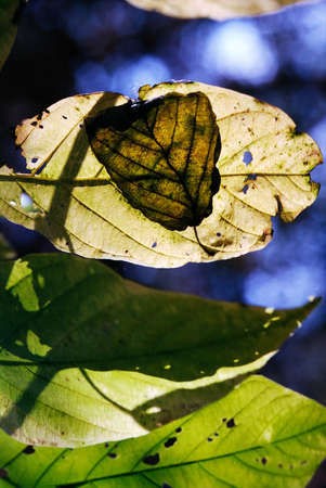 closeup of autumnal sunlight show-trough leaves creating different opactities and some leaves are...