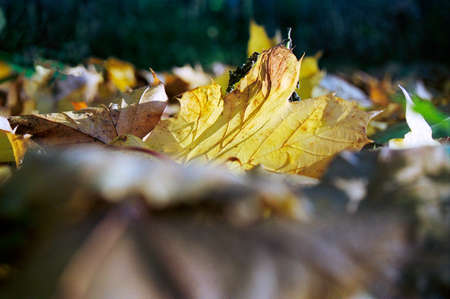 Yellow Mapple leaf laying on the ground in autumn with sunny backlight shinning through with a dark...