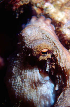 Closeup of an octopus with his eye watching the cameraの写真素材