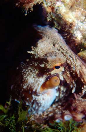 Closeup of an octopus with his eye watching the cameraの写真素材