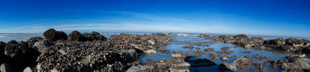 panoramic low angle view of a breakwater with a lot of sea mussels growing on it at the Northsea