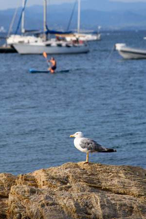 A seagull perches atop a nautical vessels mast while sailing along the stunning Cote dAzur shoreline.の写真素材