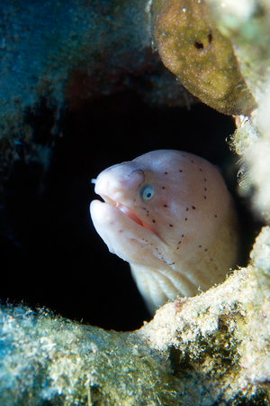 Magnificent geometric moray in vibrant coral reef, showcasing underwater wildlife.