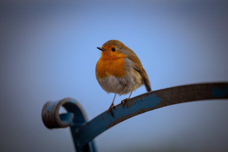 Robin (Erithacus rubecula) perched on a fenceの写真素材