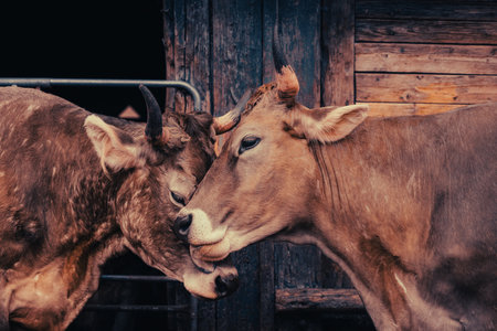 Two brown cows nuzzle each other affectionately in a rustic setting. Their heads are close together, showing a serene and tender interaction.の写真素材