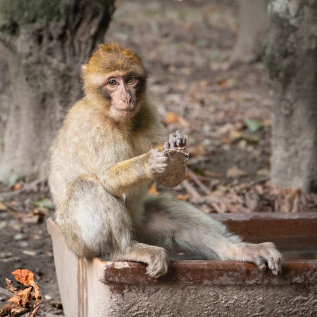Young Barbary macaque (Macaca sylvanus) sitting on a stone ledge, holding an object in its hands.の写真素材