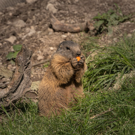 European marmot (*Marmota marmota*) stands on its hind legs, holding a carrot with its front paws. The marmot's fur is thick and brown, with a lighter underbelly.の写真素材