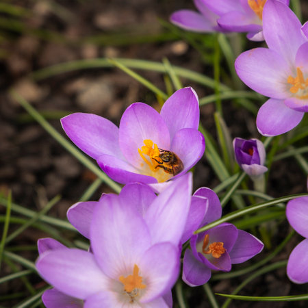 Purple crocus flowers (Crocus spp.) bloom in a garden setting. A bee is perched on one bloom, with its yellow stamens visible.の写真素材