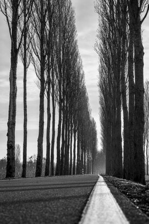 Tall poplars (Populus sp.) line both sides of a straight road, creating a tunnel-like effect. The trees are bare, typical of late autumn.の写真素材
