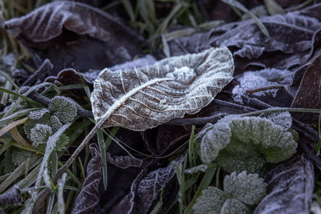 A frosted leaf with intricate veins rests on grass, lightly dusted with ice crystals. Surrounding leaves and blades of grass also display a delicate frost, creating a wintery sceneの写真素材