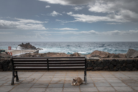 Wooden bench facing the ocean on a paved promenade, with a cat lying next to it.の写真素材