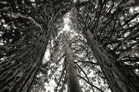 Looking upwards into the crowns of three towering conifers, this black and white image captures their textured bark and intricate branching patterns.の写真素材