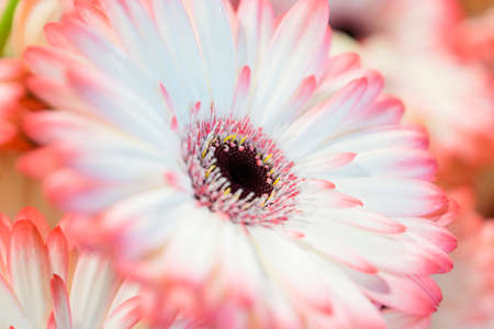 Pink gerbera flower closeupの写真素材