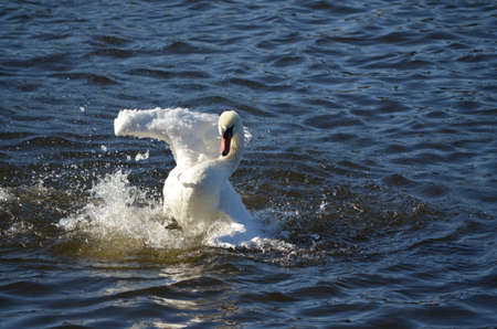 swan danceの写真素材