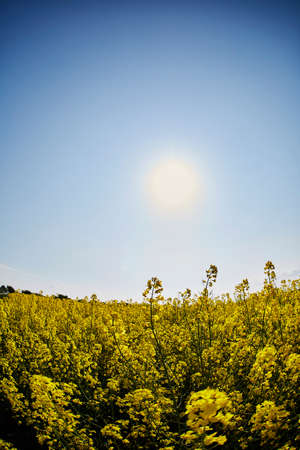 Fields of rape in the sunlightの写真素材