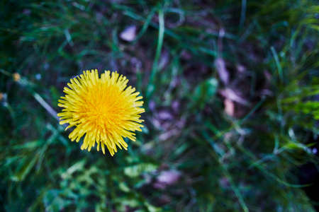 A yellow dandelion in the green grass