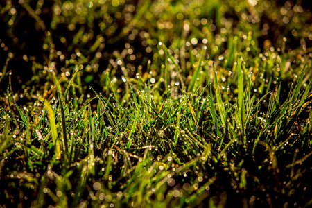 Closeup of dew on the grass in the morningの写真素材