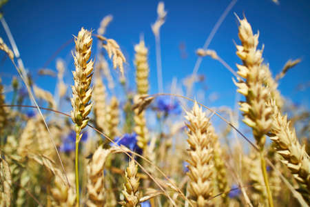 Closeup of a cornfield, purple flowers and blue skyの写真素材
