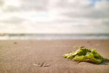 Seaweed in the sand on the beachの写真素材