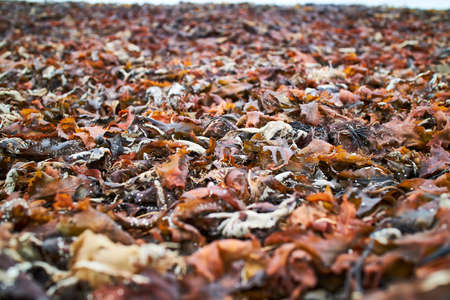 Closeup of red seaweed laying in the sand on the beachの写真素材
