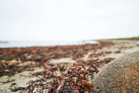 Closeup of red seaweed laying in the sand on the beachの写真素材