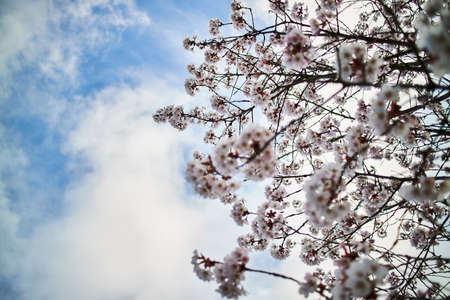 Flowery treetops with the cloudy blue sky in the backgroundの写真素材