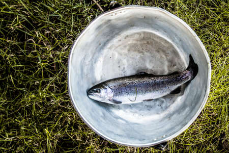 caught fish laying in a bowl outdoorsの写真素材