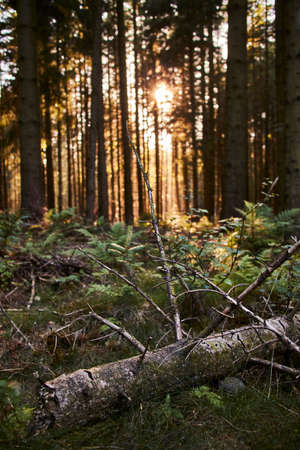 Tree stumps on the ground in a forest in autumn