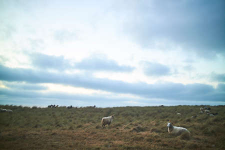 A flock of sheep relaxing in a open field on a cloudy dayの写真素材