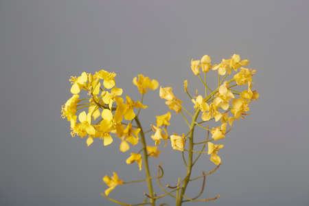 Yellow flower with a grey background