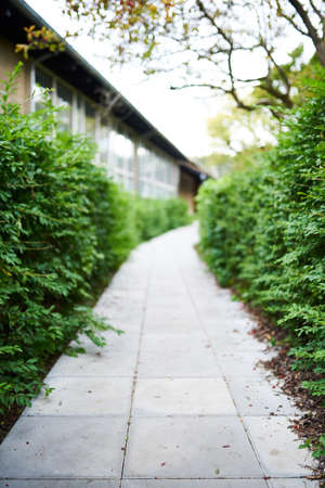 A hedge pathway to a buildingの写真素材