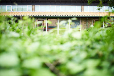 closeup of a beech hedge in front of buildingの写真素材