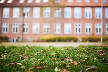 Closeup of brown leaves on the green grassの写真素材