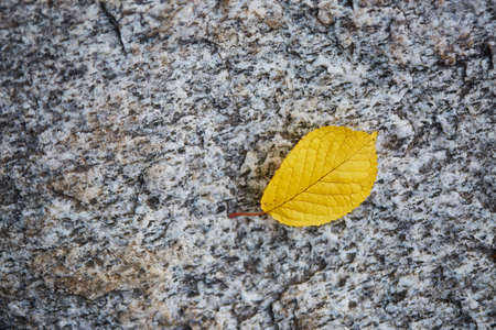 closeup of a yellow leaf laying on the groundの写真素材