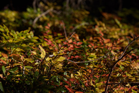 closeup of green and red leaves on forest ground