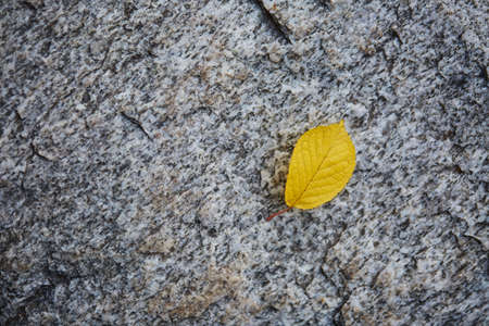 closeup of a yellow leaf laying on the groundの写真素材