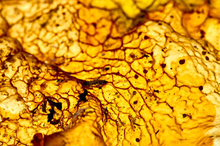 close up of a yellow vein leaf with textureの写真素材
