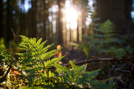 close up of beech leaves in the forest
