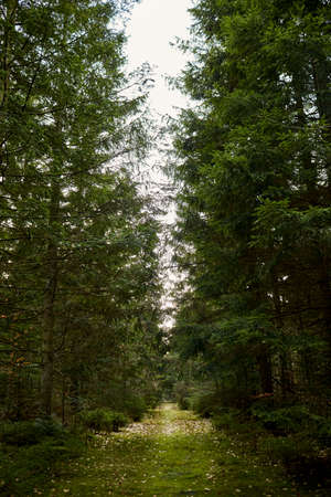 beautiful forest with large trees and a path