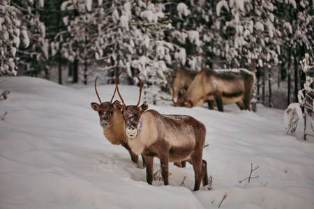big reindeer in the wild snowy forest
