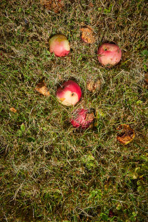 fresh red apple in garden during summer