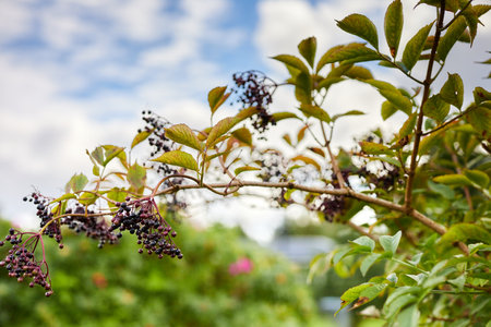 black privet berries on a large bush in a gardenの写真素材
