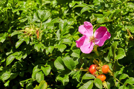 flowers on a large bush in a garden in summerの写真素材