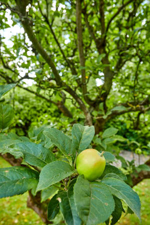 fresh apples in a apple tree in a gardenの写真素材
