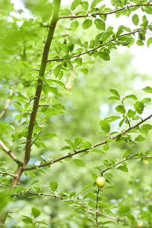 leaves, branches and flowers in a large forest