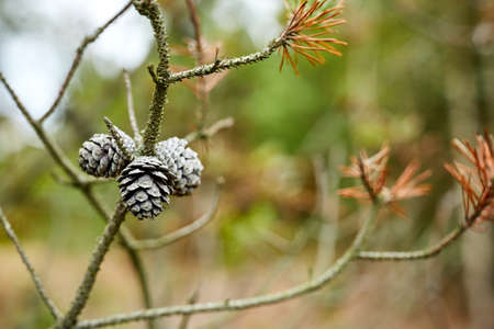 leaves, branches and flowers in a large forest