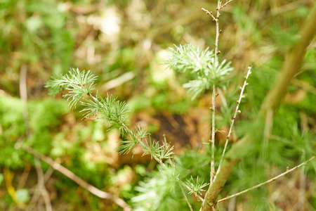 leaves, branches and flowers in a large forest